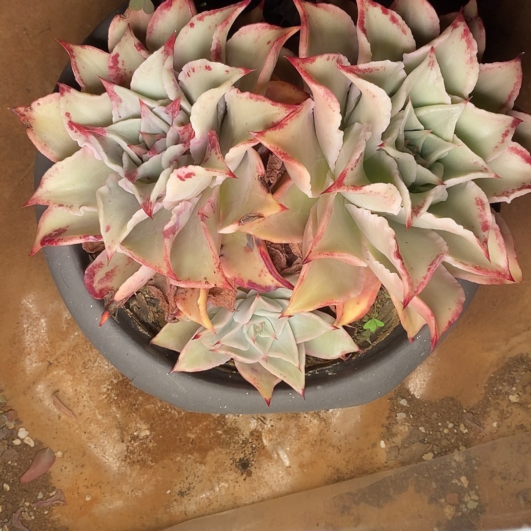 多肉植物饺子皮双头