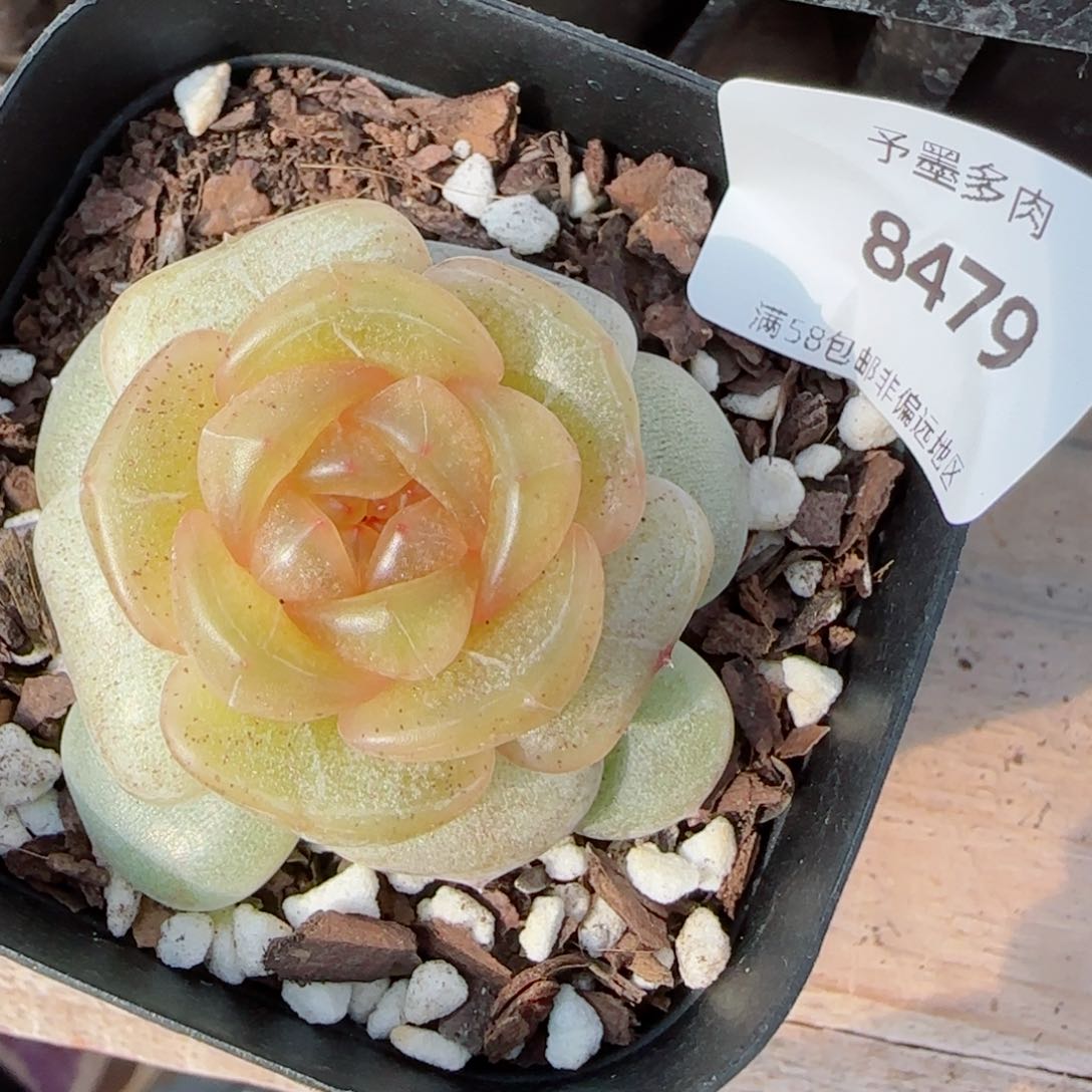 黄恋，8479多肉植物