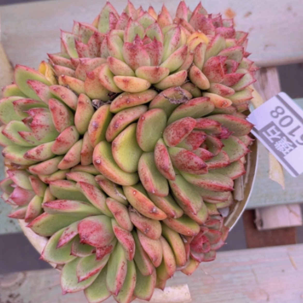 【闪购商品】蓝莓16108