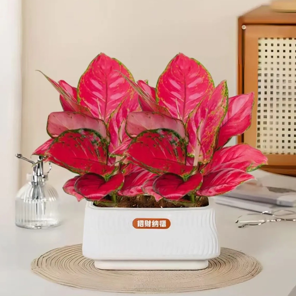 吉利红如意盆栽1水培植物吸除甲醛好养四季易活