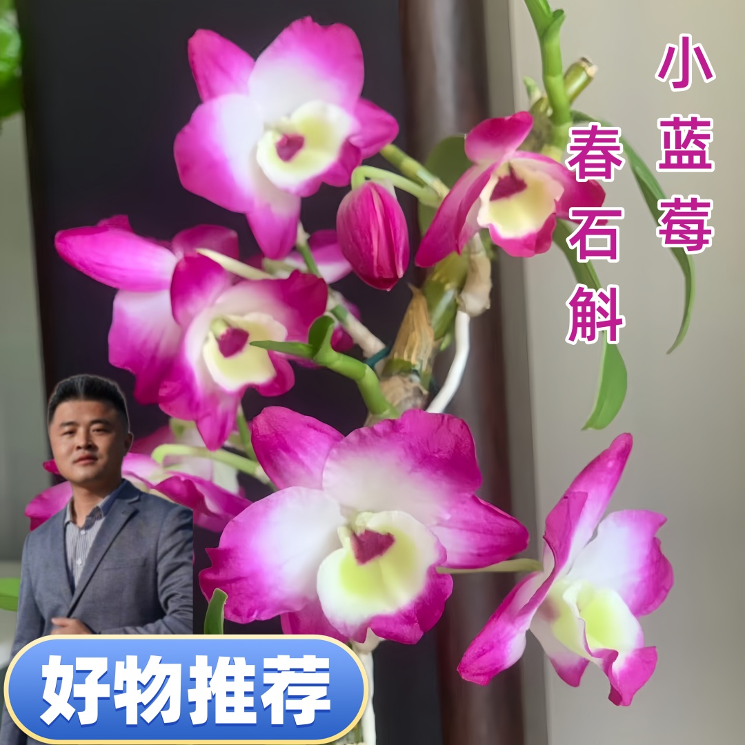 【云】春石斛小蓝莓盆栽好养易活懒人室内室外开花植物花期长