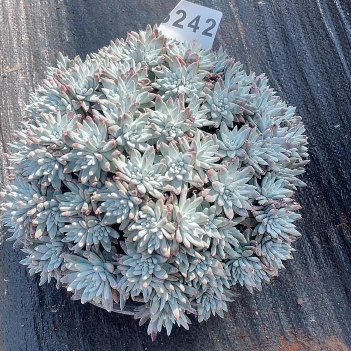 【闪购商品】白菊大群