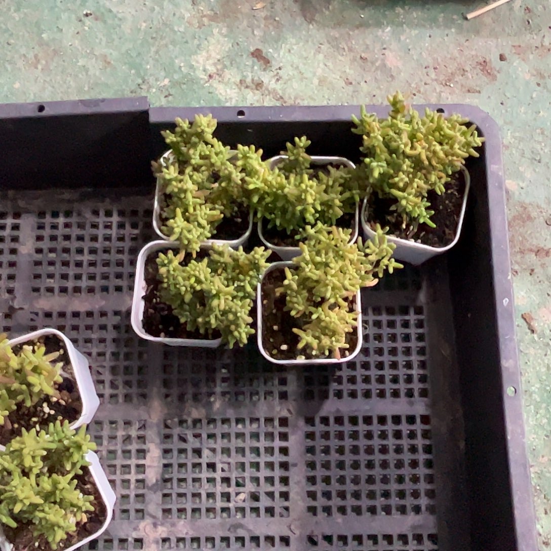 干****金桔优选枝干番杏