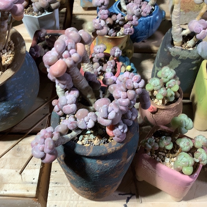 嘤嘤嘻嘻嘻嘻我嘻嘻嘻嘻