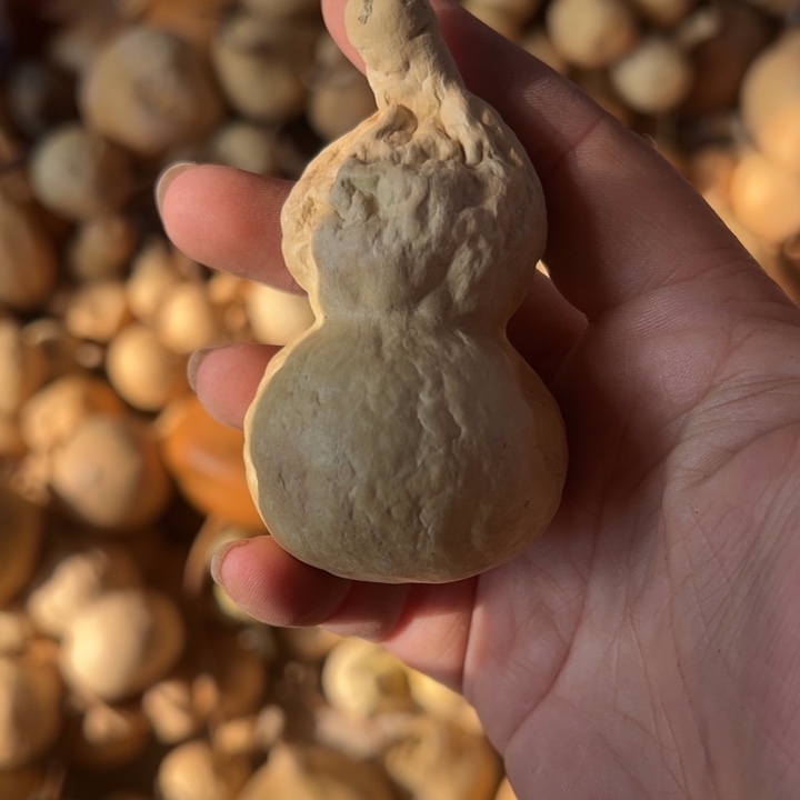 葫芦天然葫芦直播间