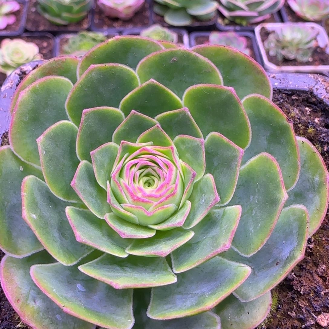 6.5厘米神舟玫瑰单头