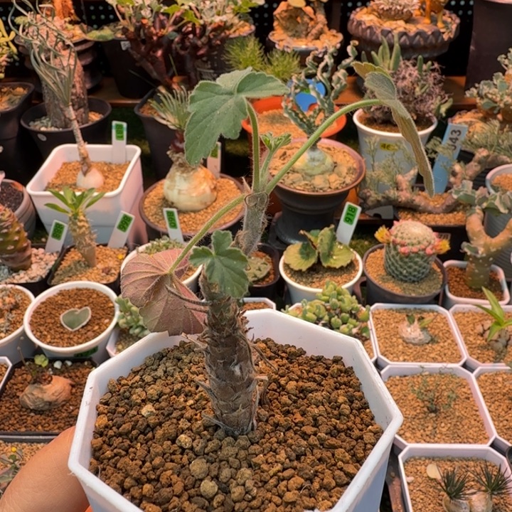 武裂叶洋葵573 仙人球