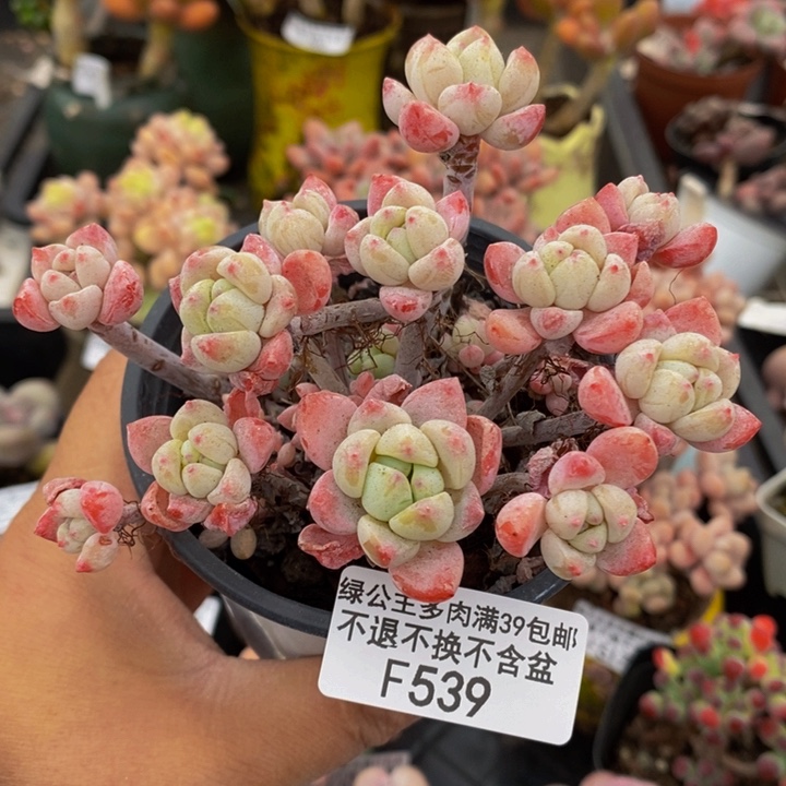 小粉梅有砍8cm539多肉植物