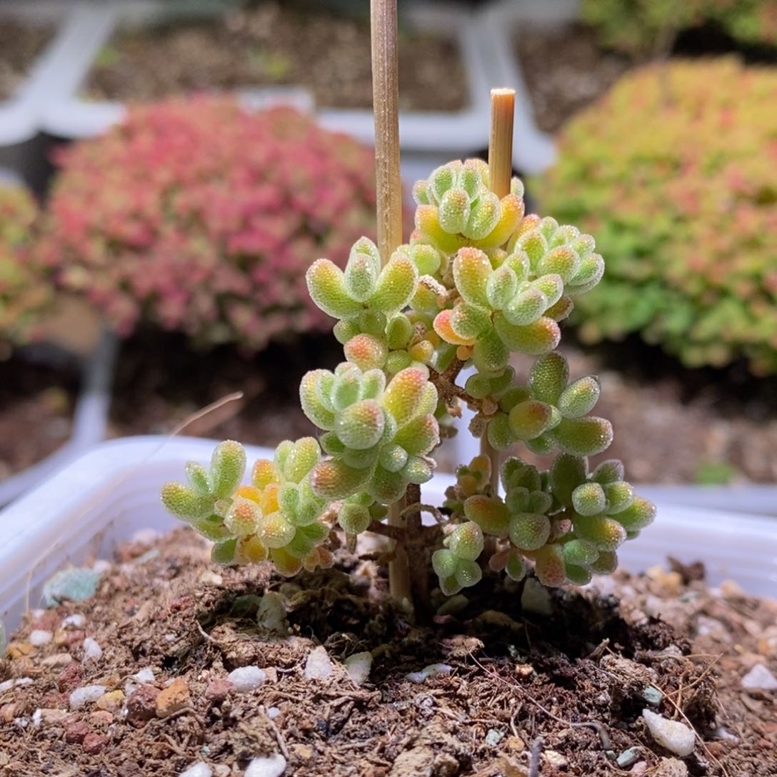 冰晶枝干番杏282特价款