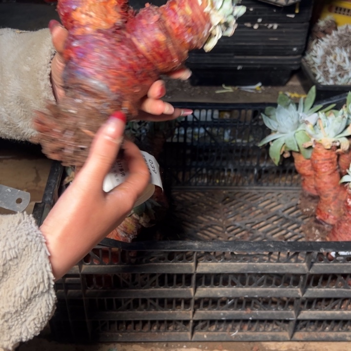 039哈哈哈哈哈哈哈哈哈