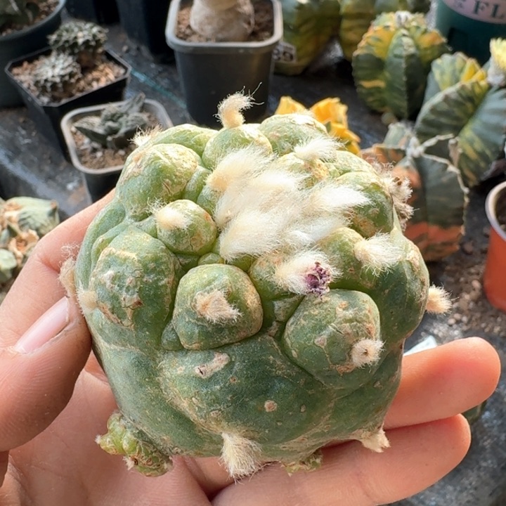 201大尤仙仙人球