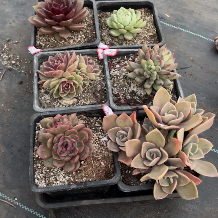 y***u山果珍妮赫氏岩字丝绒玫瑰雪花红玫瑰波赛冬