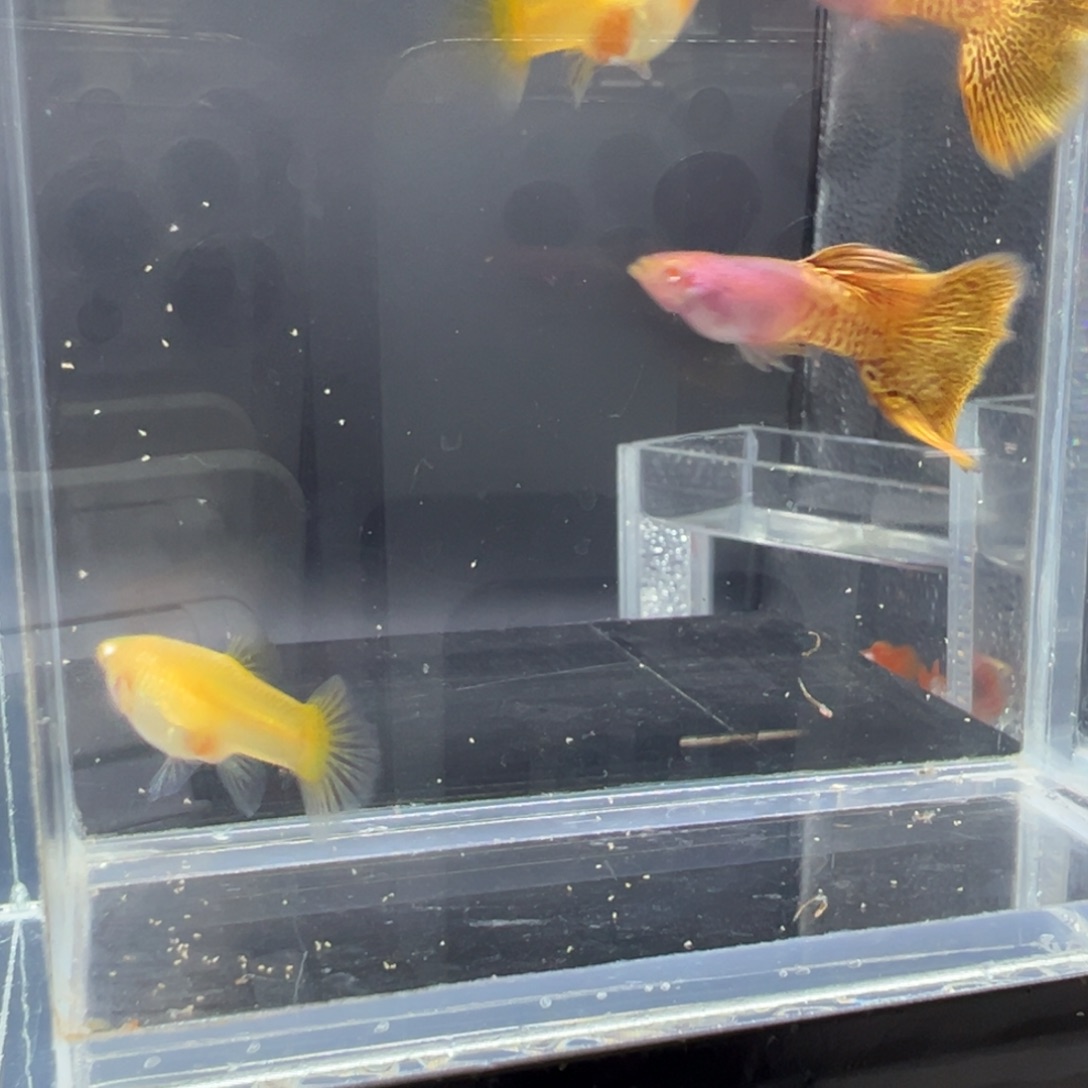 孔雀鱼金鼠黄蕾丝白子2对