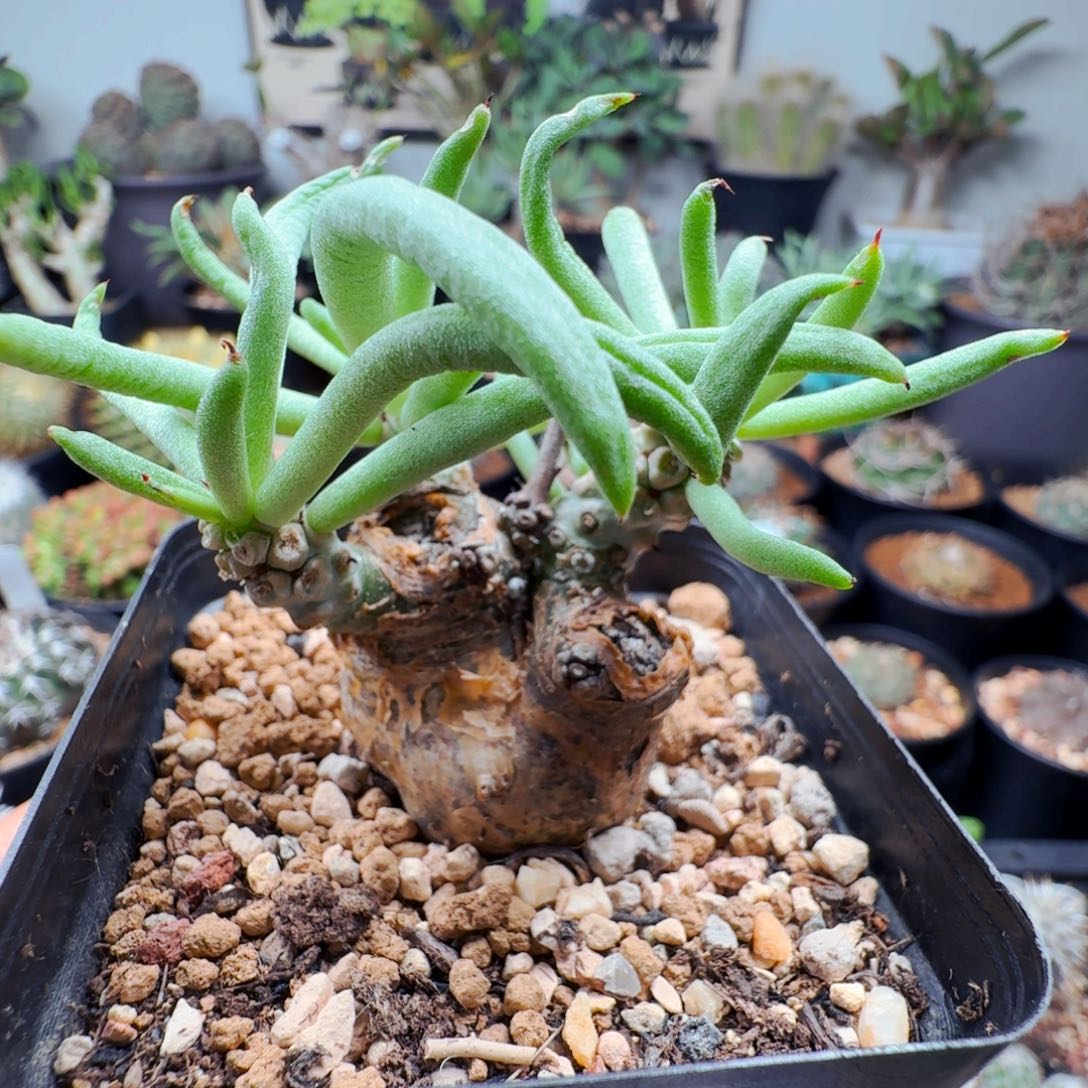 663白象奇峰锦带盆发货不包掉叶子