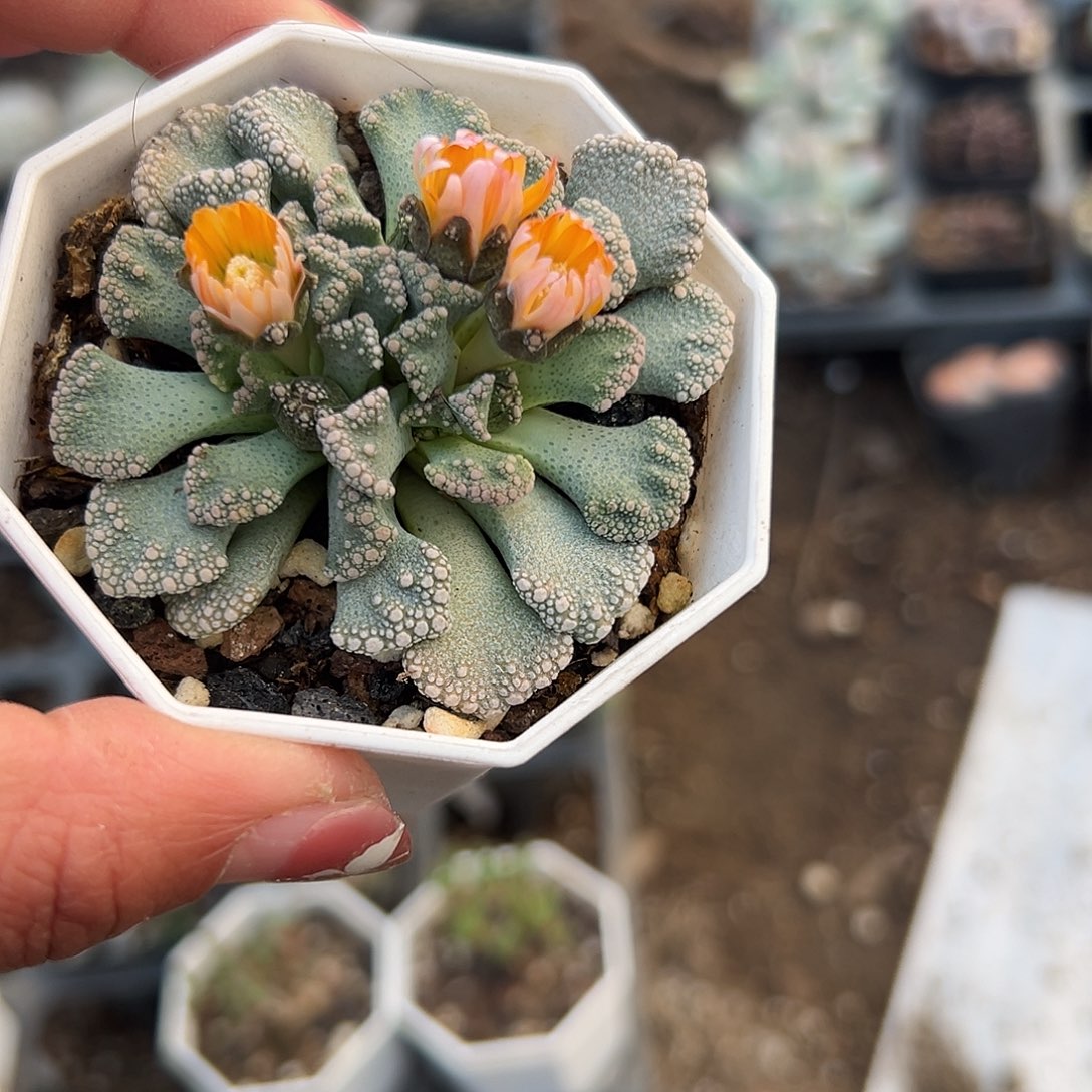 多肉植物小天女开花