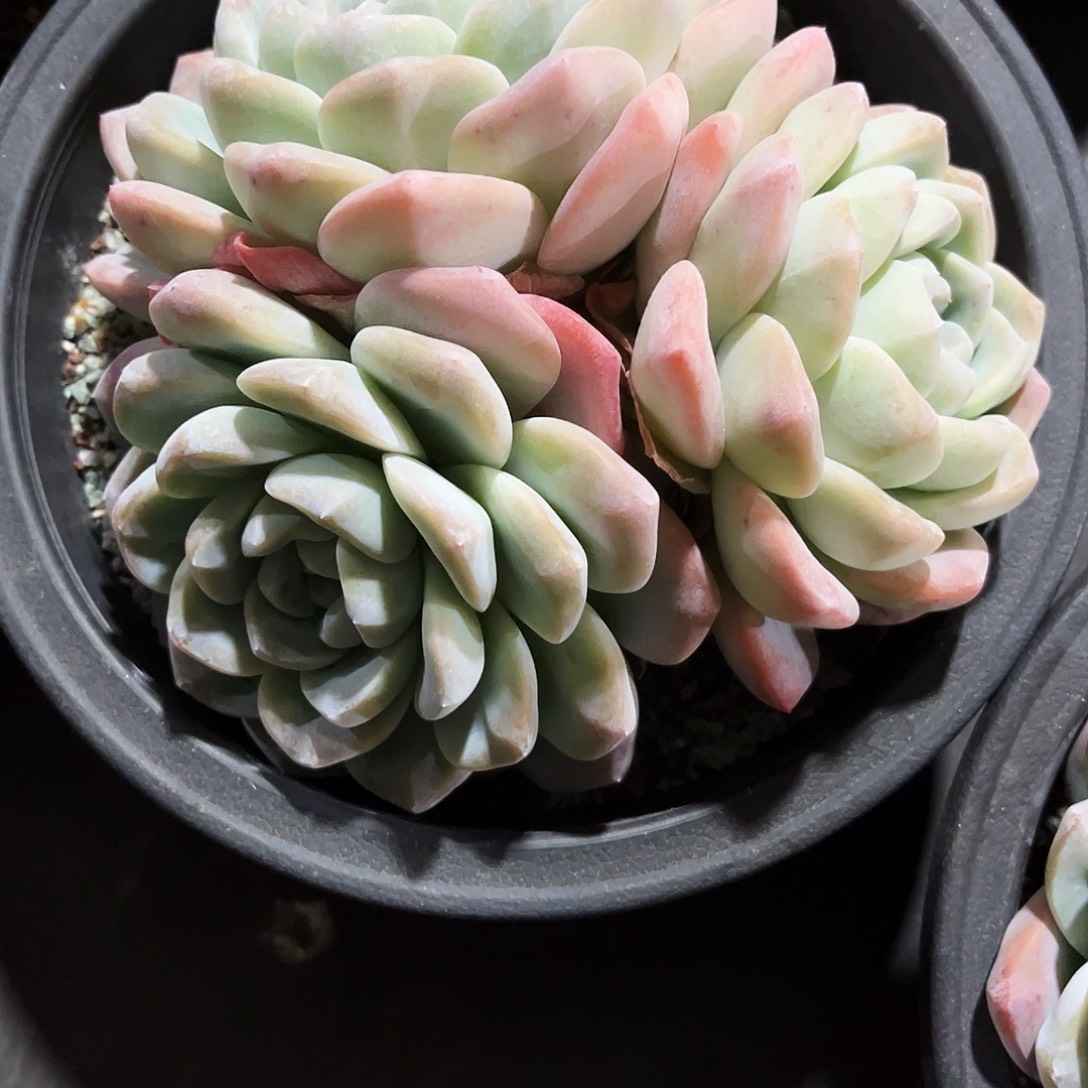 姬***君46多肉植物提取天然成分