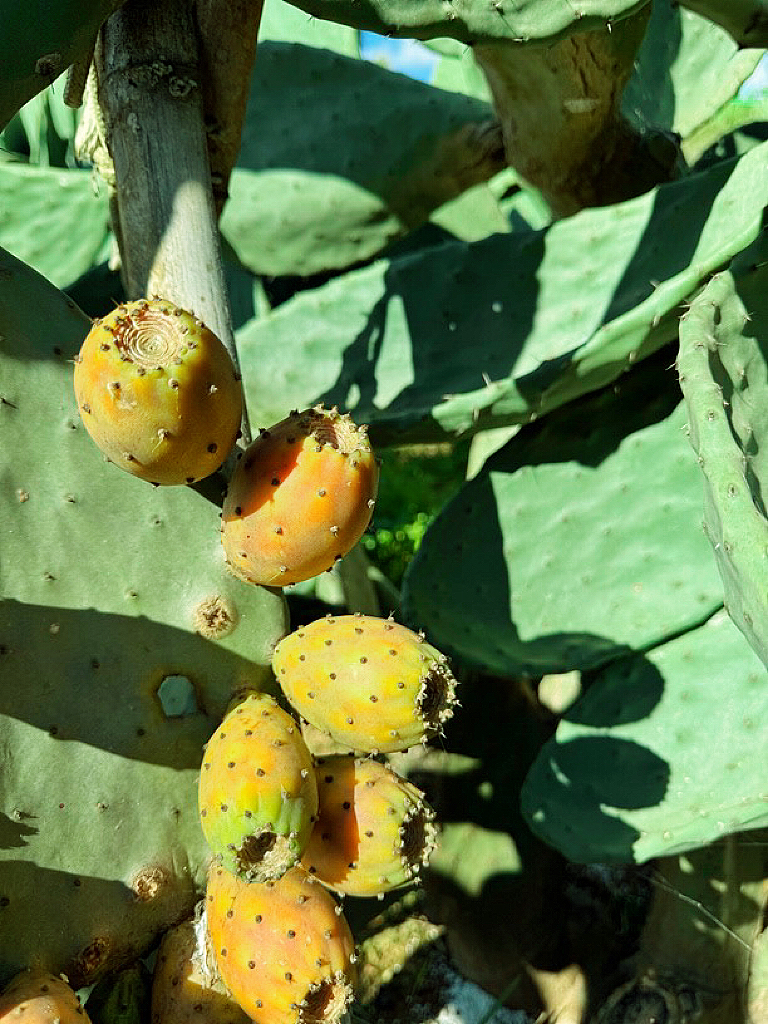 【宝塔3片】仙人掌种植片可开花结果果实叶片易养耐旱绿植