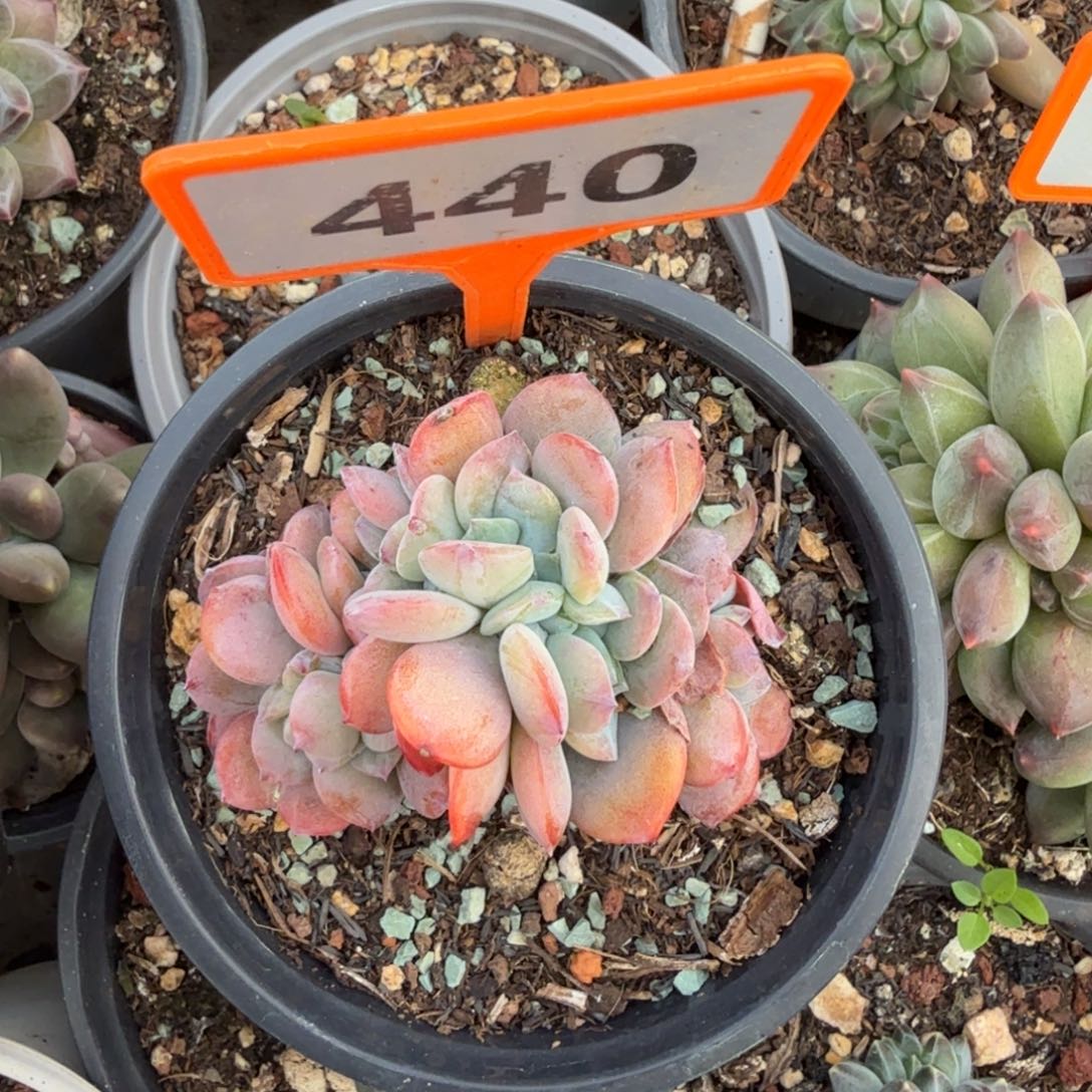 多肉植物血凤缀440