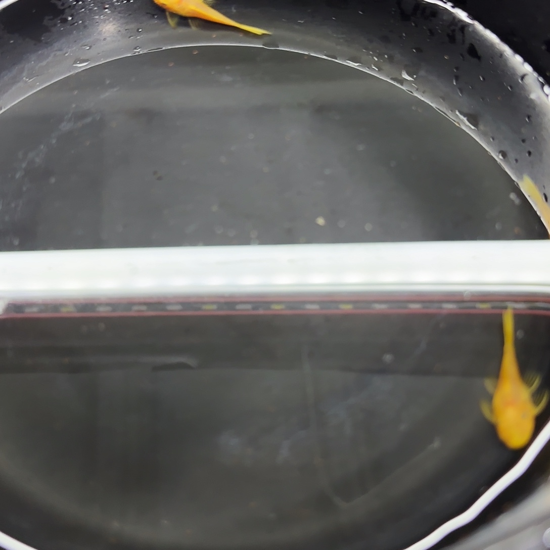 孔雀鱼黄金胡子四条