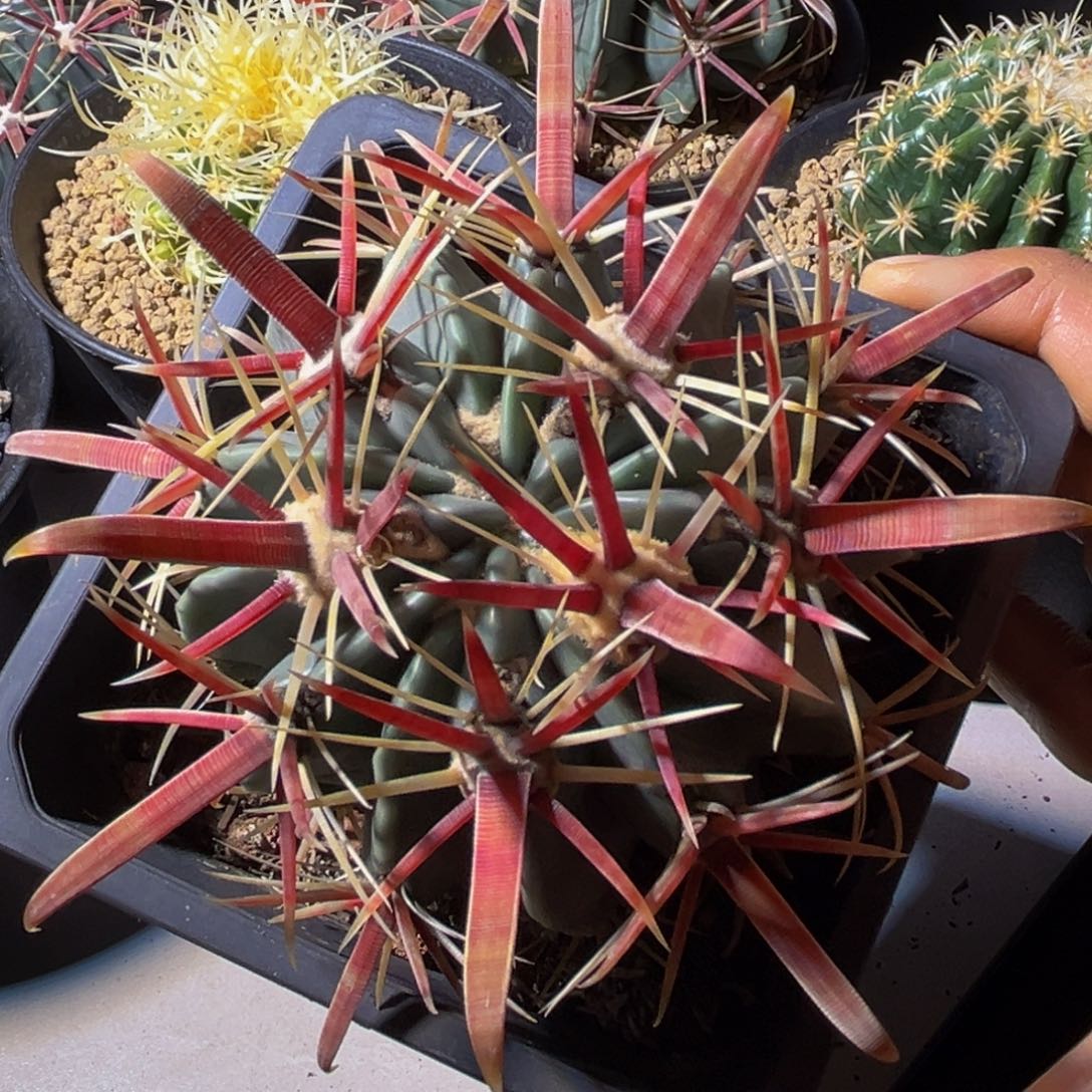 迎*精品丸叶日出狂刺85