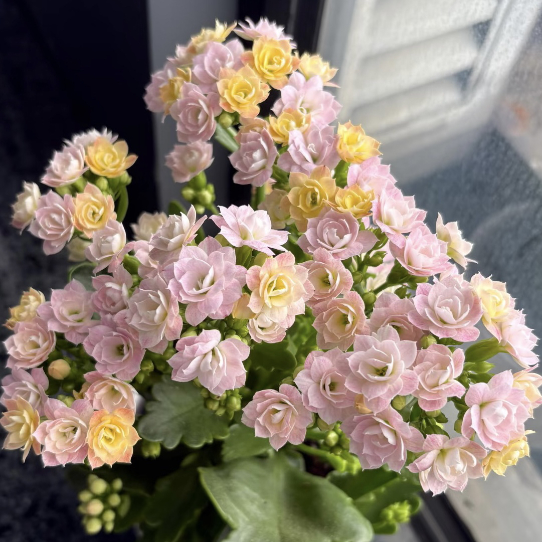 【奶油睡莲】重瓣稀有品种长寿花盆栽