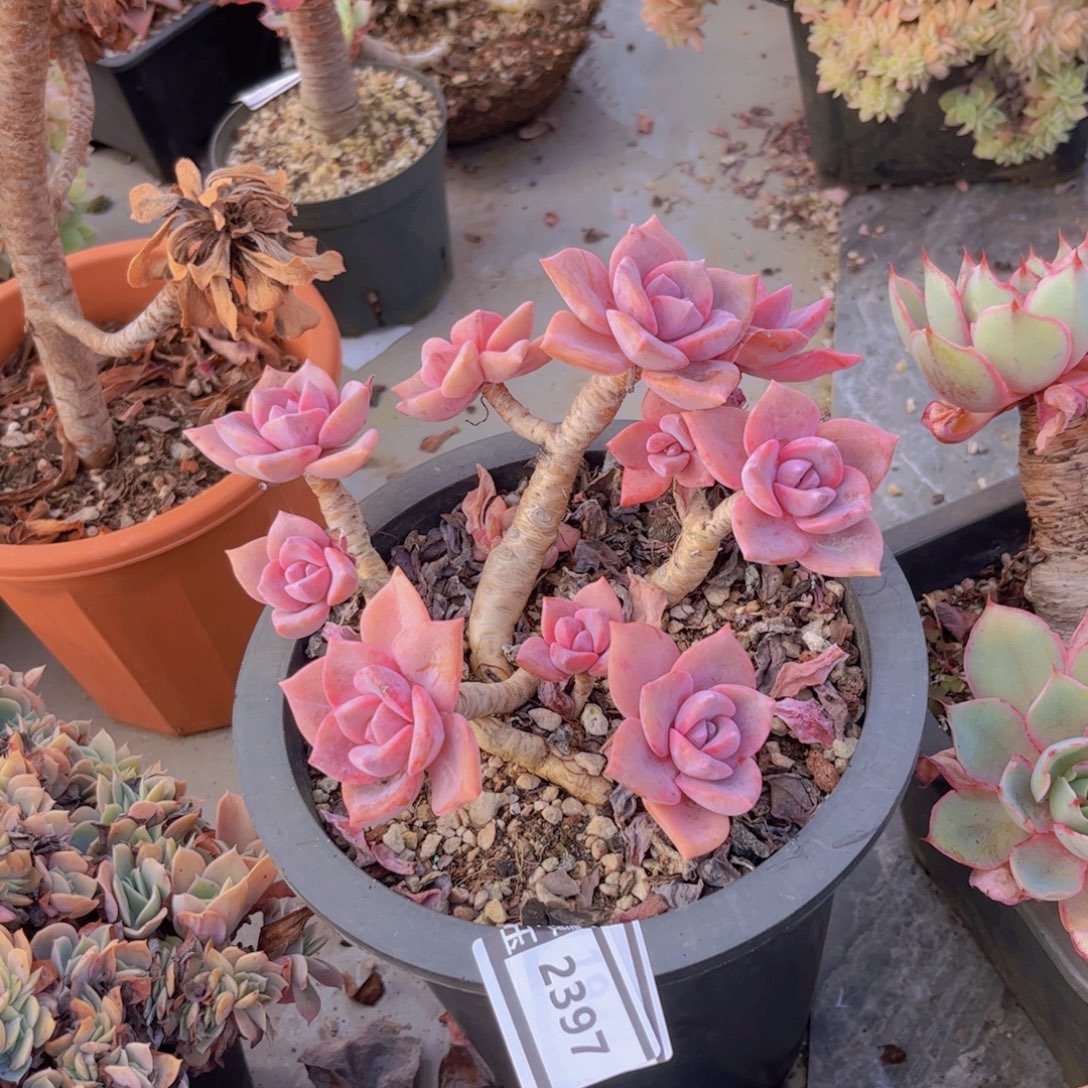 彩虹糖多肉植物2397