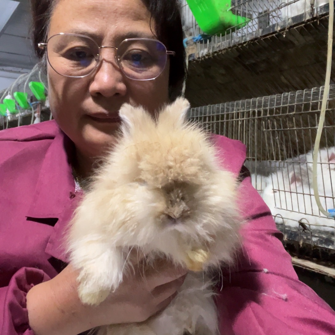 *****宠物兔英系安哥拉兔