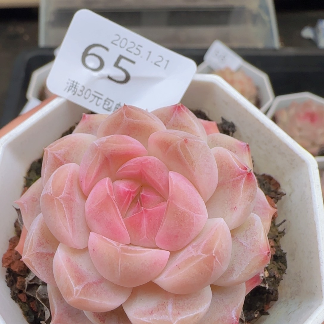 粉黛单头一颗脱土发货