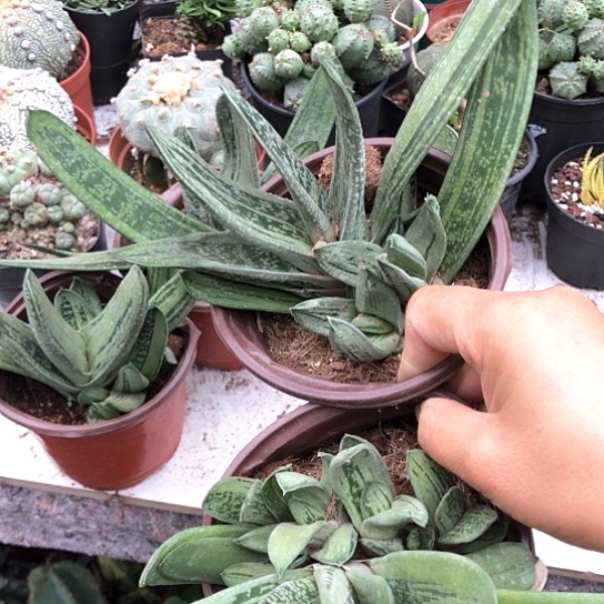 刘***喜无花朵卧牛带盆土发货