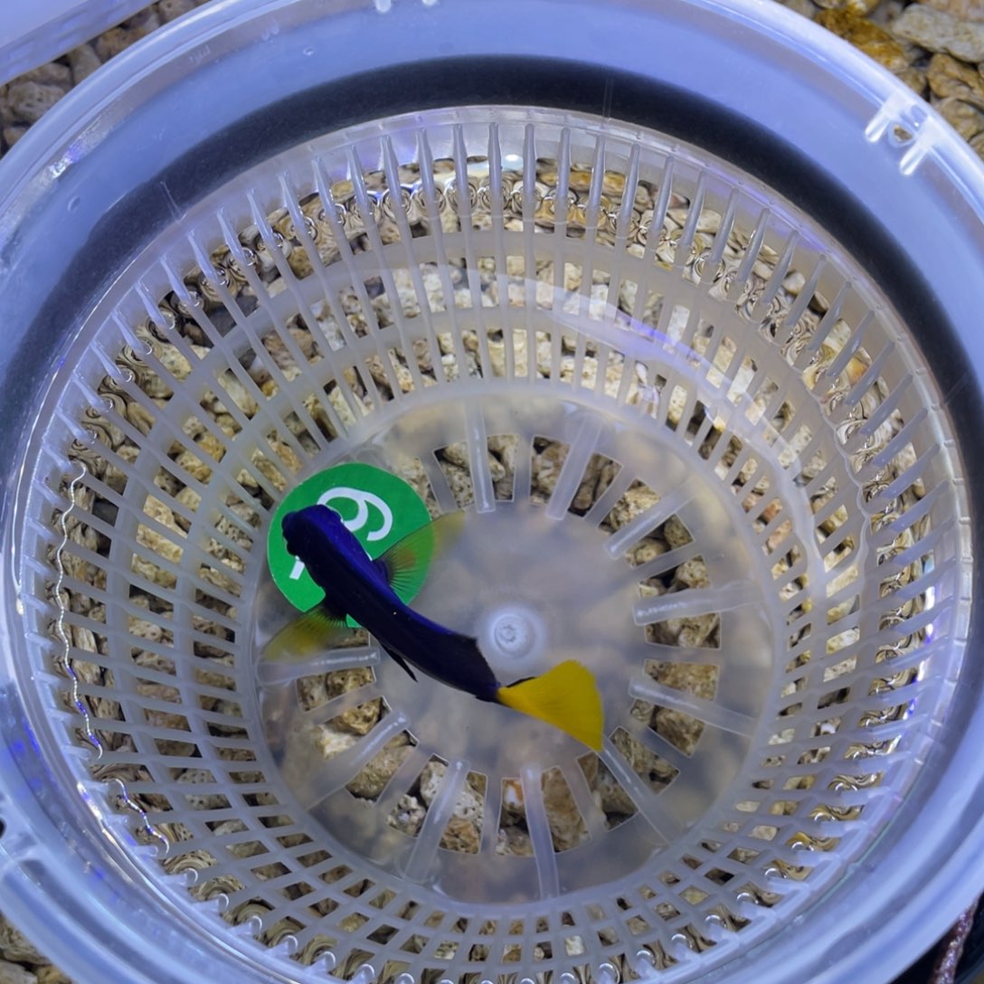 海水鱼颗粒一瓶➕试用装