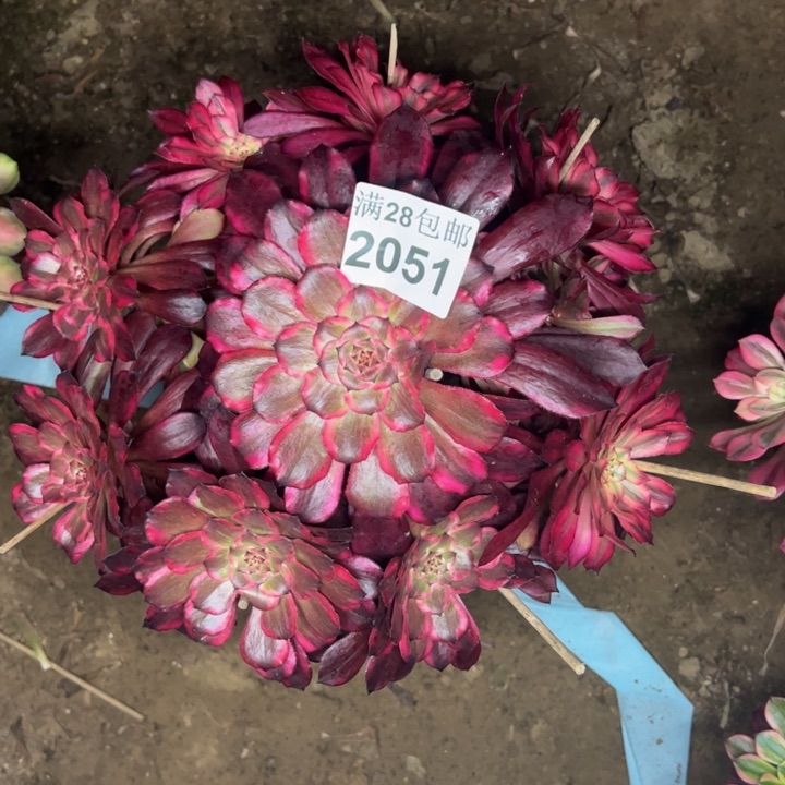 2051雪姬特价多肉植物