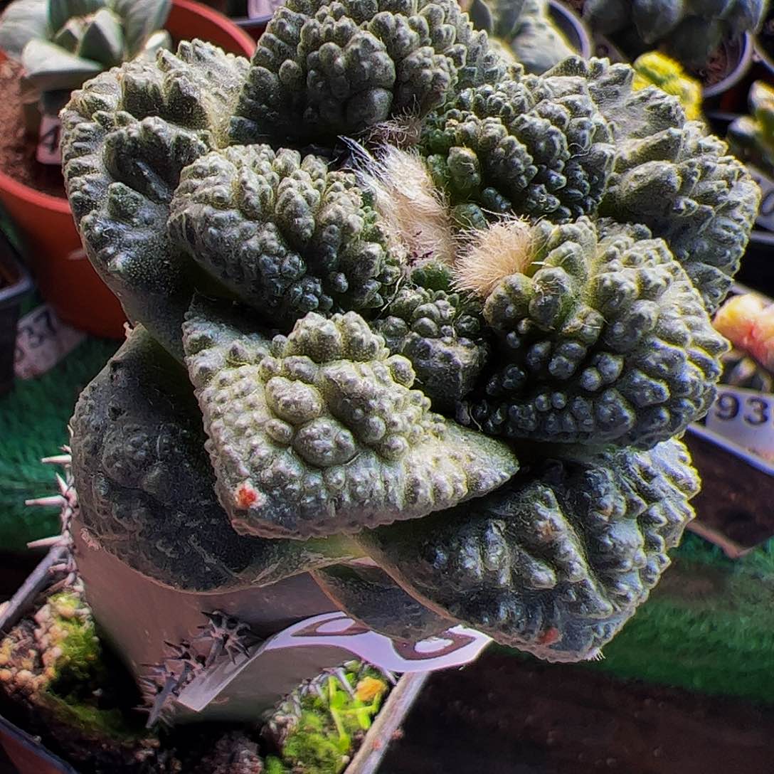 无花朵哥斯拉龟甲牡丹906