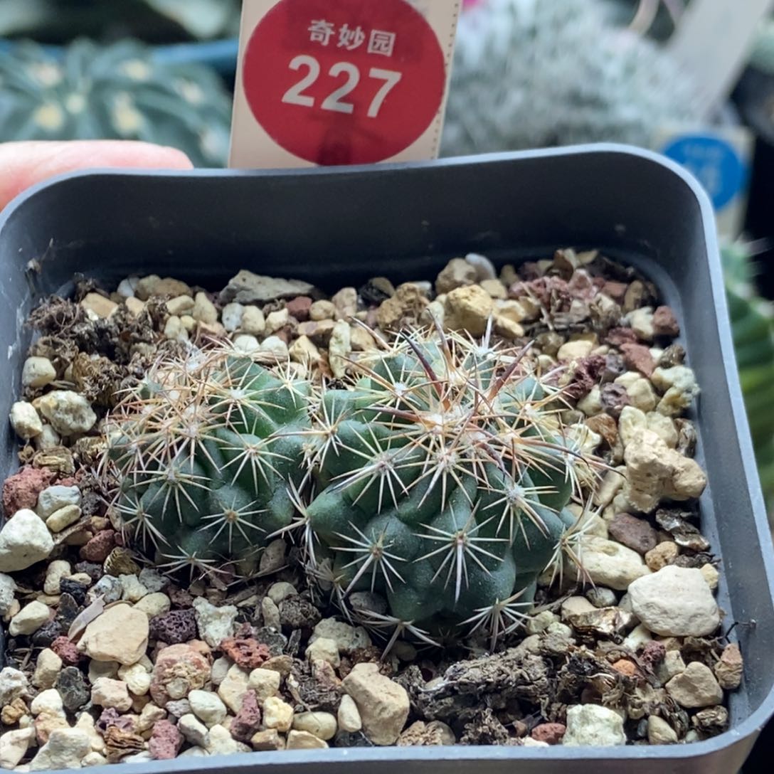 实生双头豪刺琥爪玉一颗