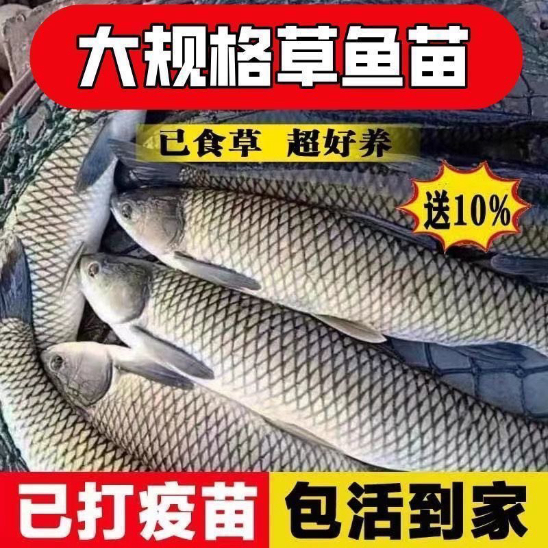 江苏大草鱼已吃草淡水鱼观赏鱼宠物水族养殖
