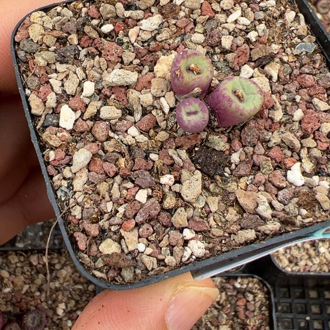 安***729-161肉锥多肉植物