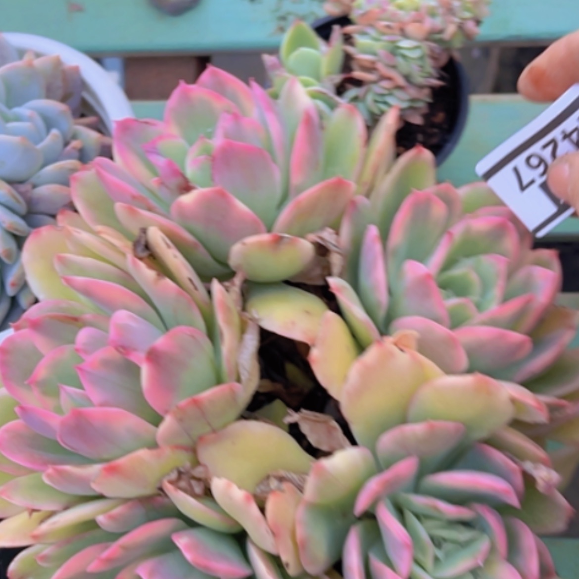 【闪购商品】绮罗锦24267