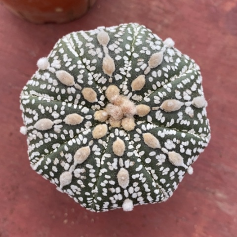 浓白超兜6仙人球