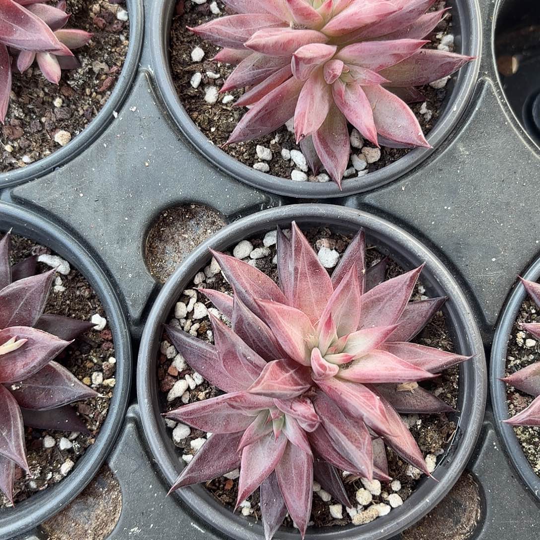 亚***伟精品红檀汁多肉植物