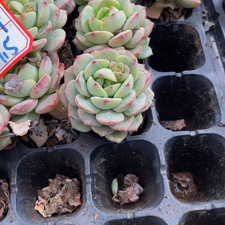 小香草1.5带土发货