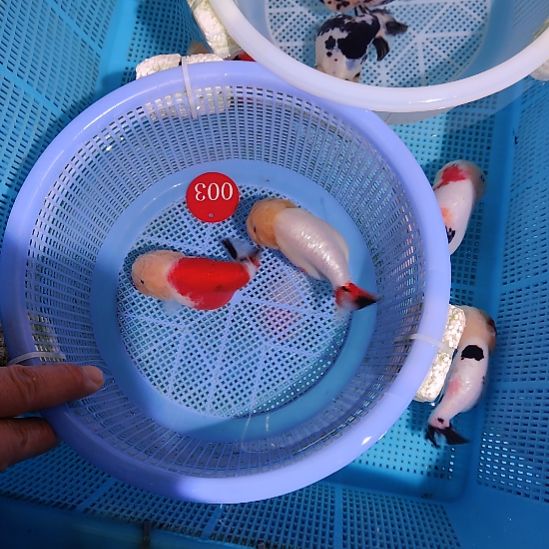 -***-金鱼003兰寿两只特价顺丰包邮