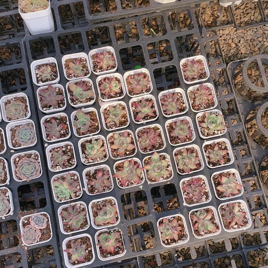 惊鸿仙子盆一个满25包邮