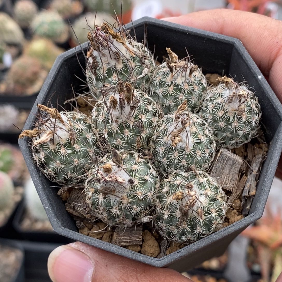 植播园艺迪克森群