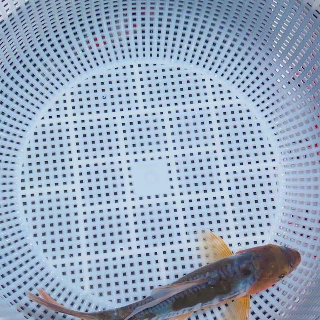 锦鲤锦鲤观赏鱼9999