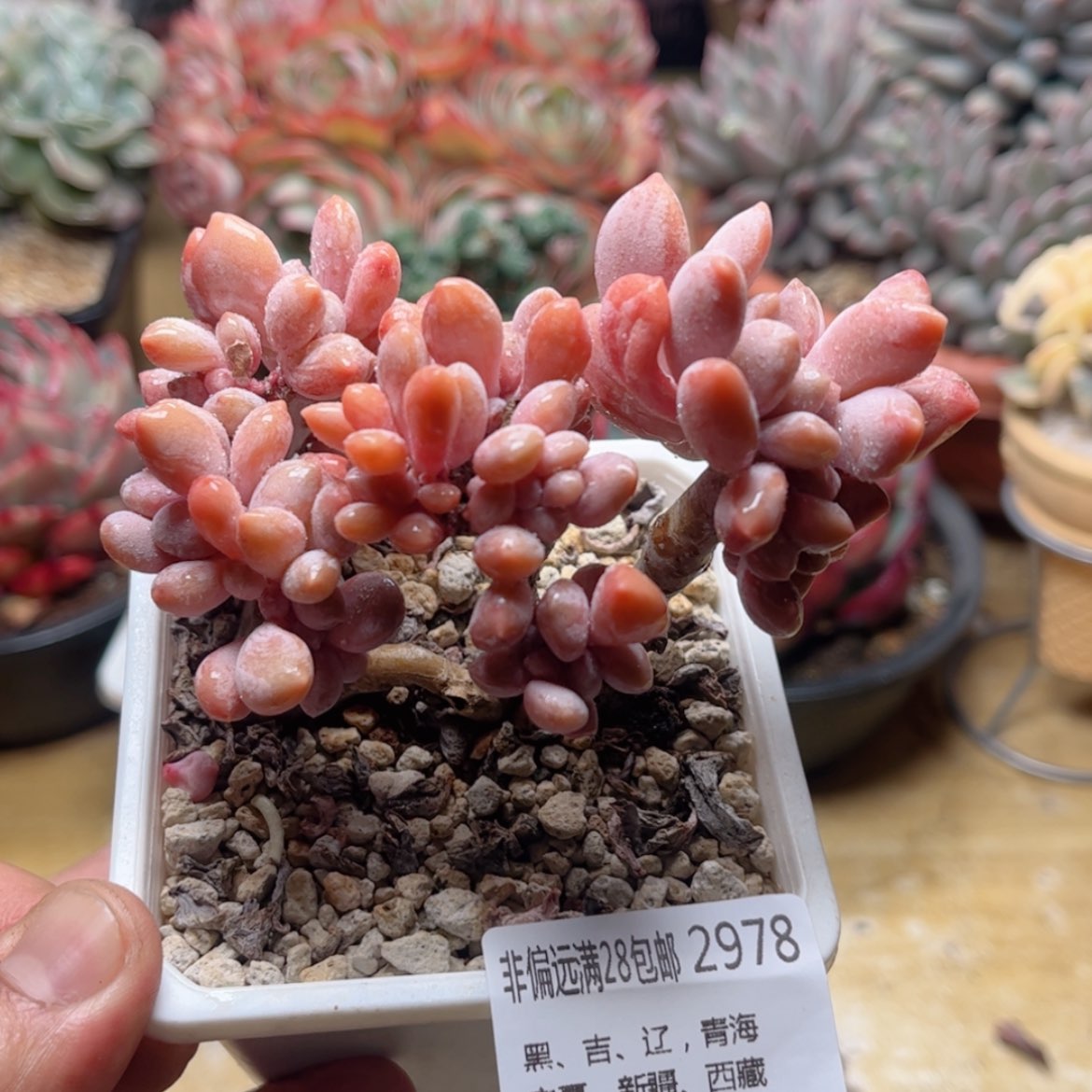 【闪购商品】2978醉美人缀