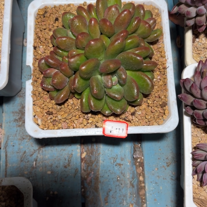 ****缘精品多肉植物老桩