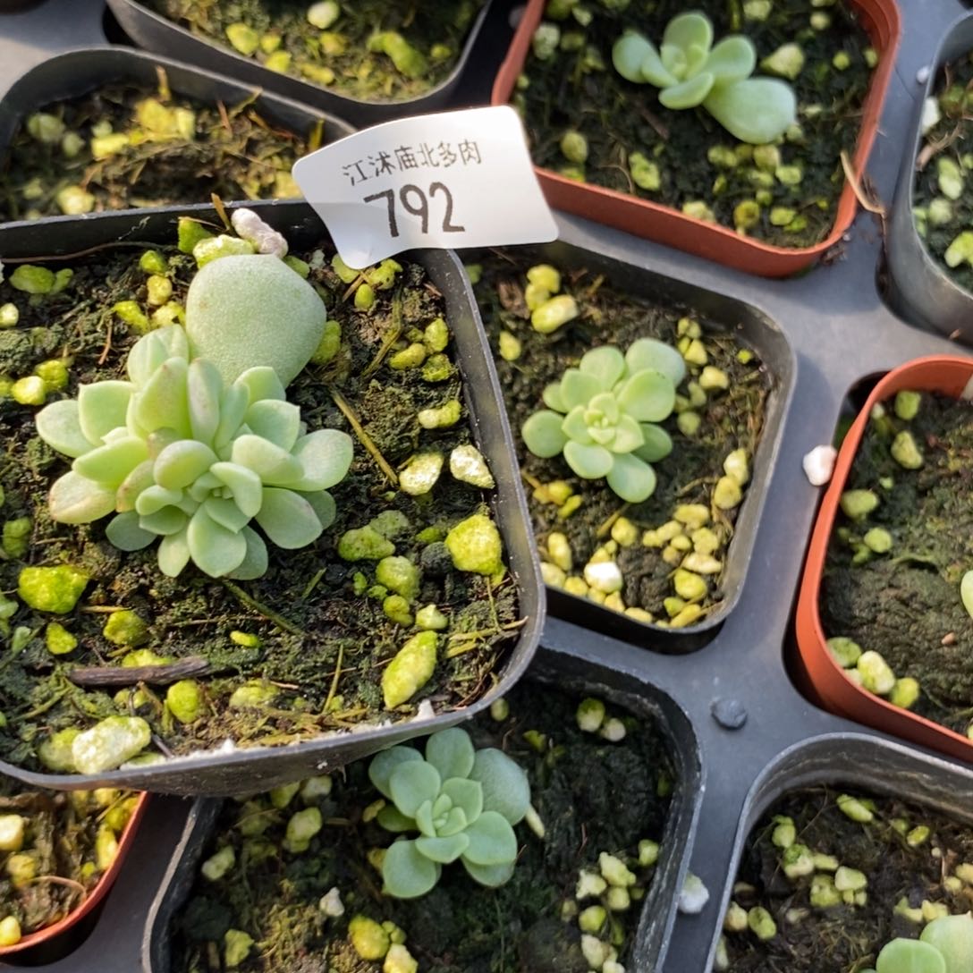 标792相柳一个多肉