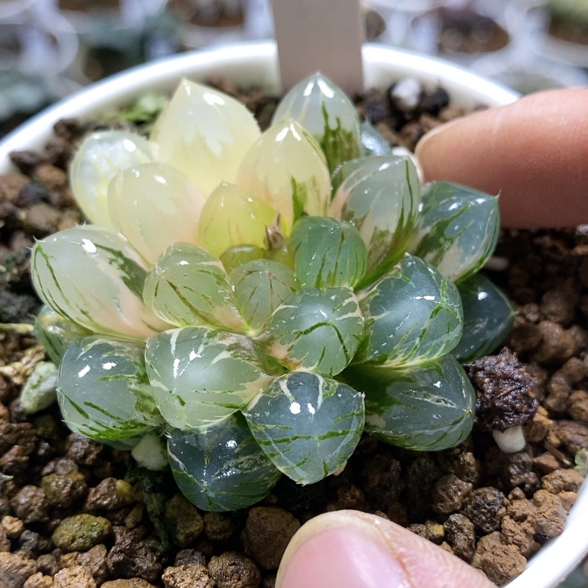 【闪购商品】221紫王