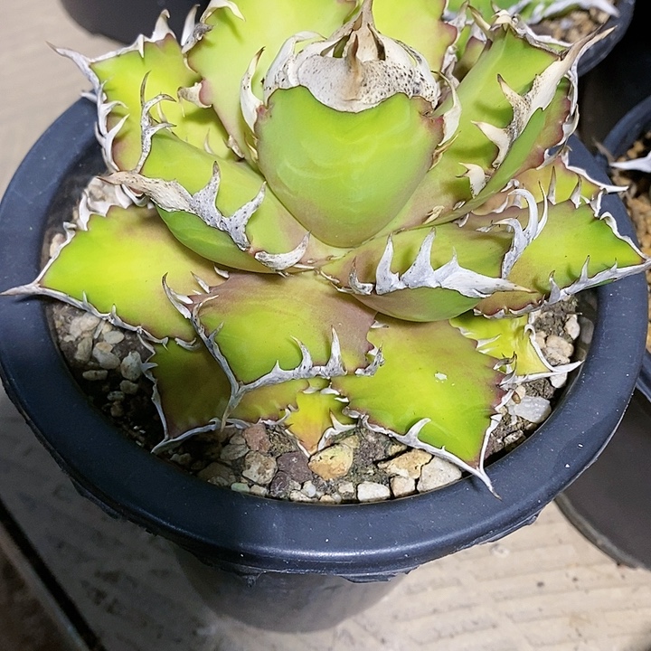 多肉植物龙蛇兰植物