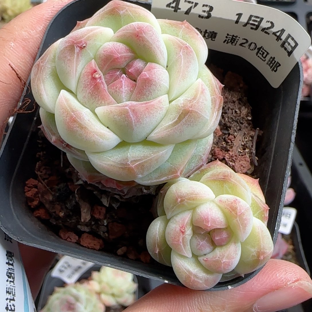 花语逸境0124-473