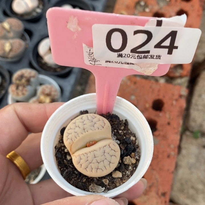 粉***心生石花等植物的生长024